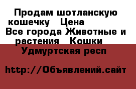 Продам шотланскую кошечку › Цена ­ 10 000 - Все города Животные и растения » Кошки   . Удмуртская респ.